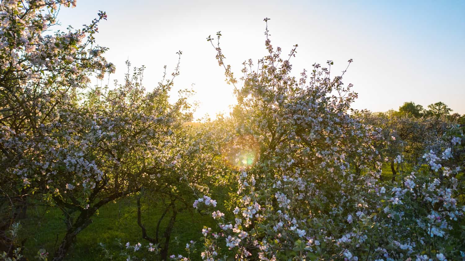 Unikālais ābeļdārzs „Ābeles un bites”