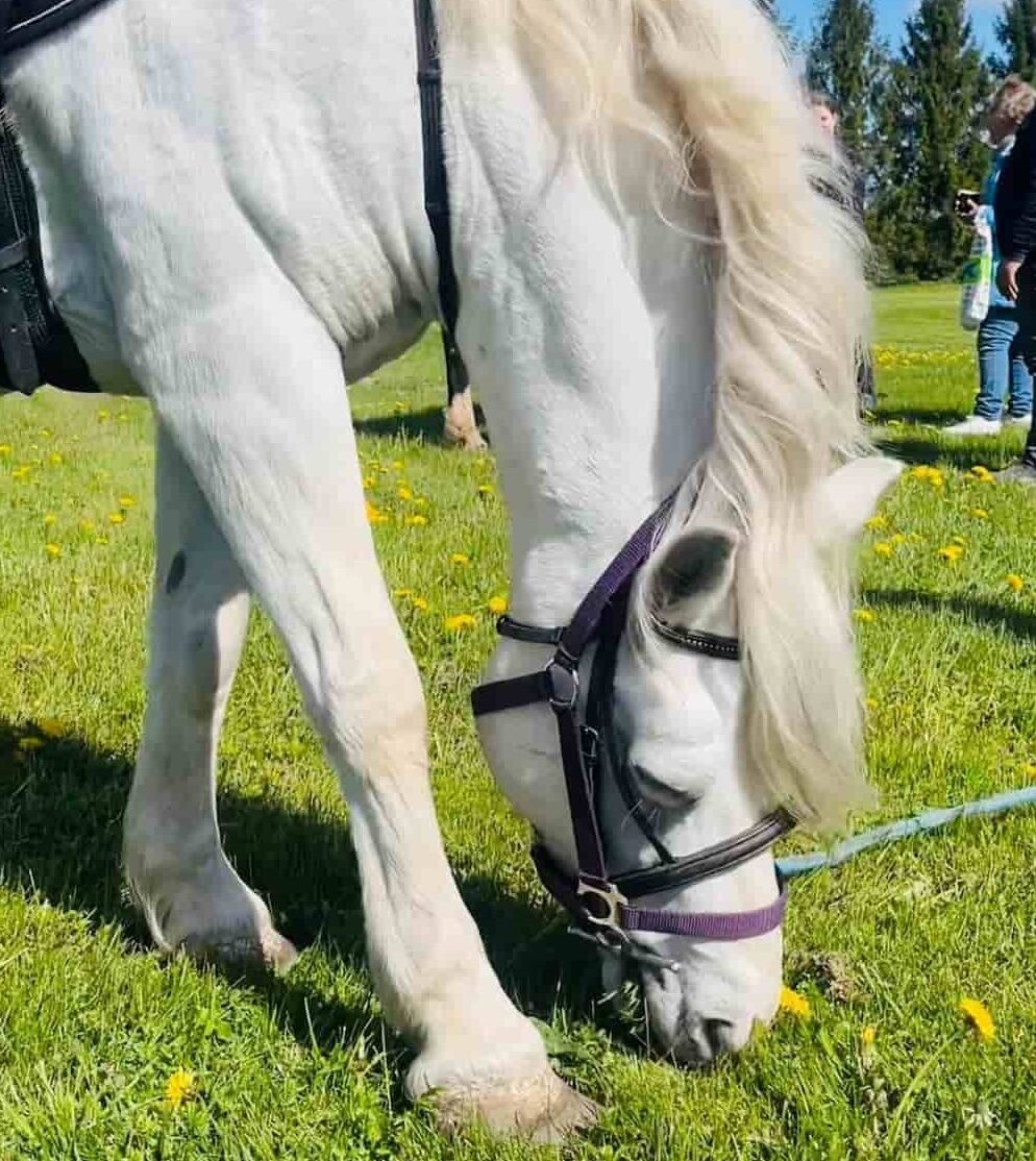 Kā notiek izjāde ar zirgiem Nākotnes parkā?