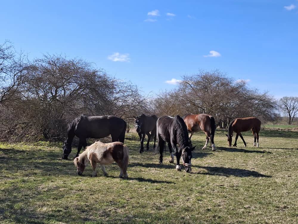 Kādēļ mijiedarbība ar zirgiem veicina spilgtas atmiņas?